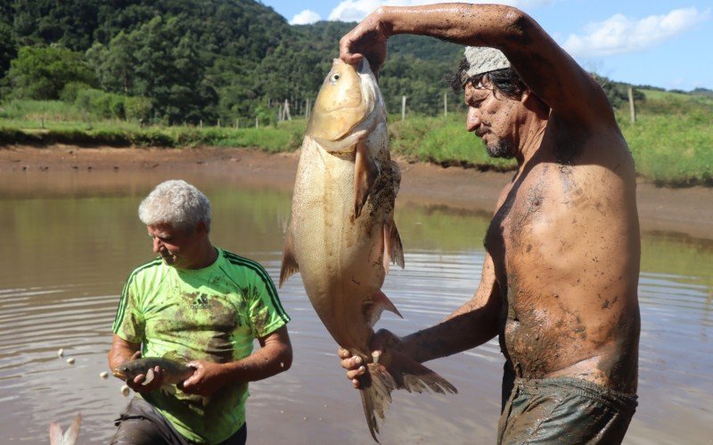 Despesca em Lomba Grande