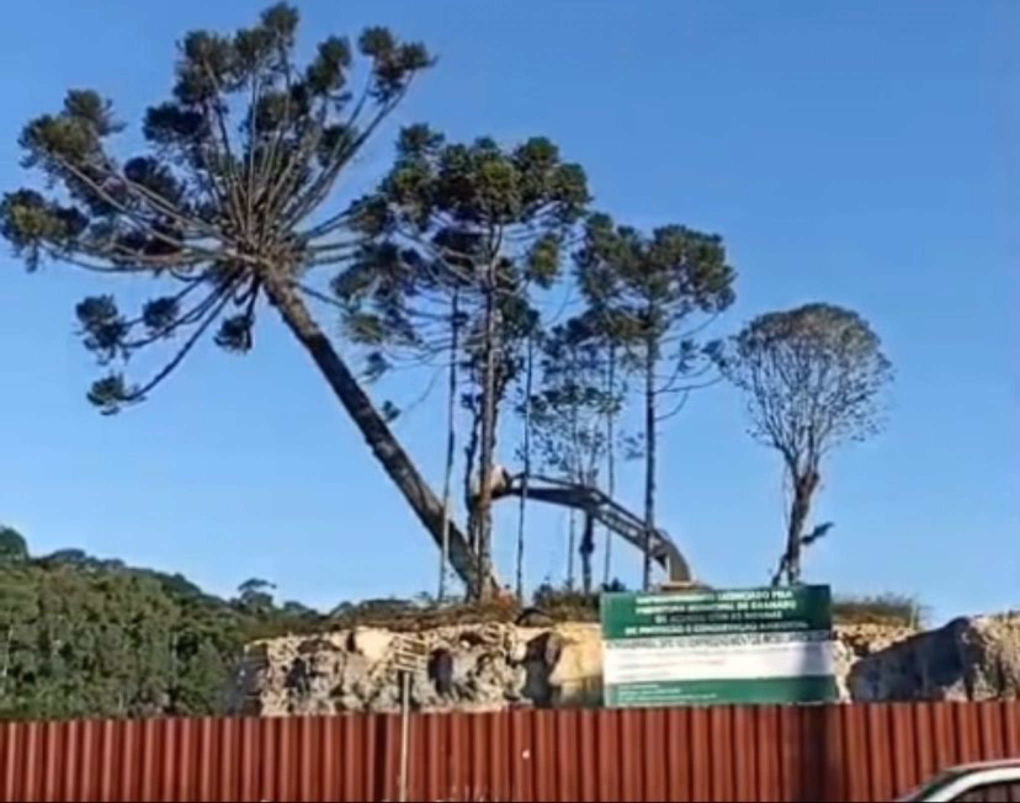 Audiência pública debaterá preservação e desmatamento em Gramado após derrubada de araucária