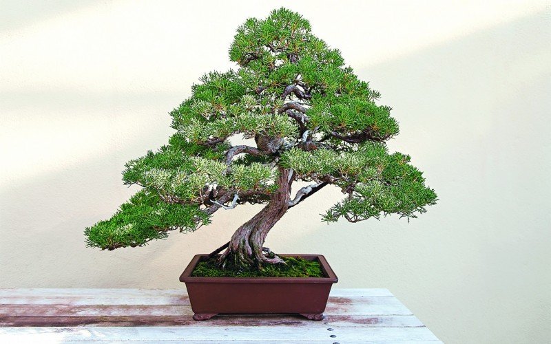 Bonsai Pinheiro | abc+