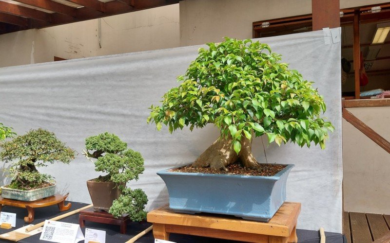 Bonsai requer cuidado com água e sol  | abc+