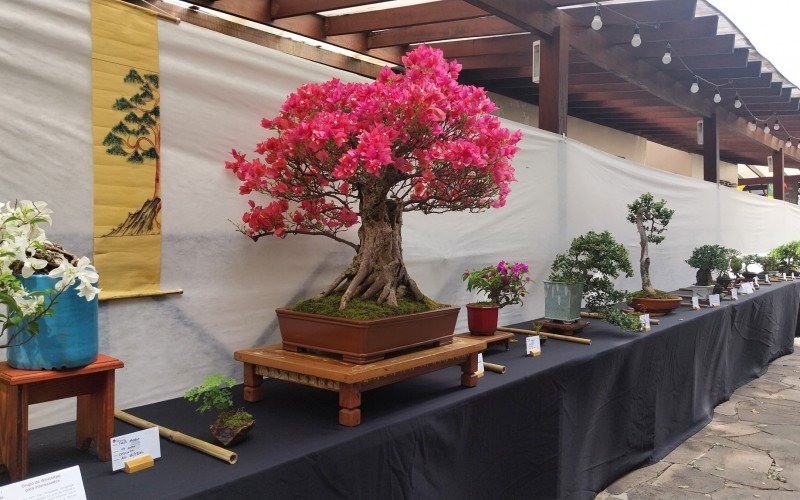 Bonsai requer cuidado com água e sol  | abc+