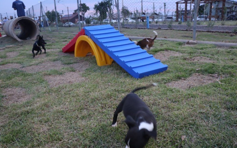 Cachorrinhos ganharam o prÃ³prio playground