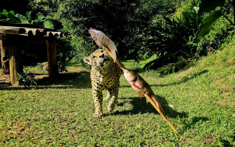 Animais do Gramadozoo ganham peixes na Semana Santa