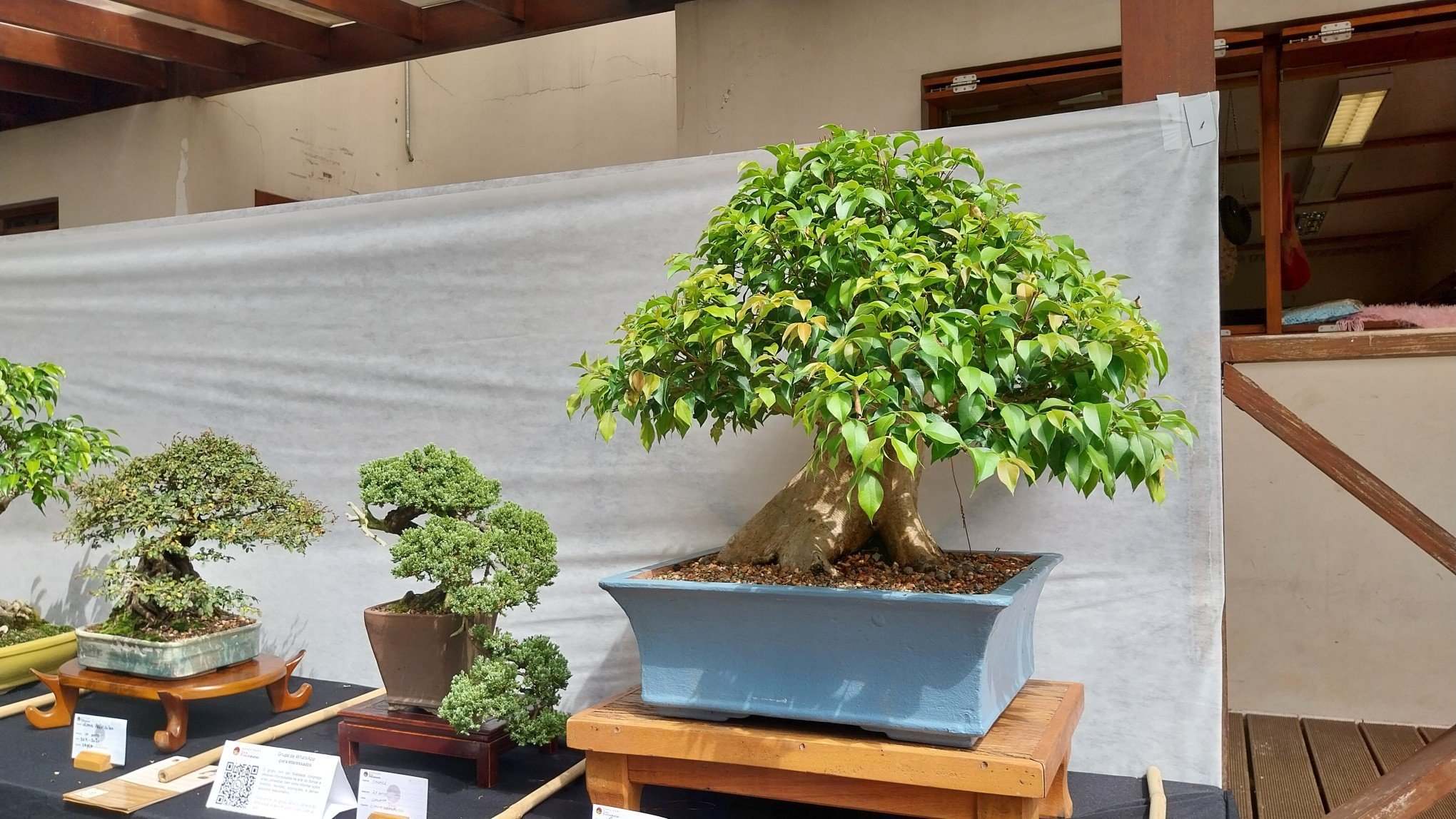 JARDIM: Aprenda a regar e cuidar de um bonsai e confira 3 curiosidades sobre a técnica