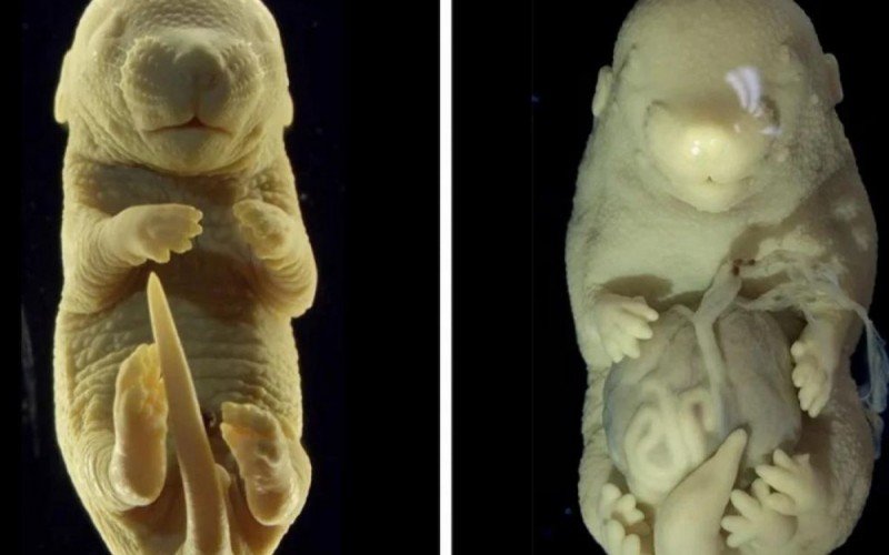 Cientistas criam embrião de camundongo com 6 pernas em experimento com DNA | abc+