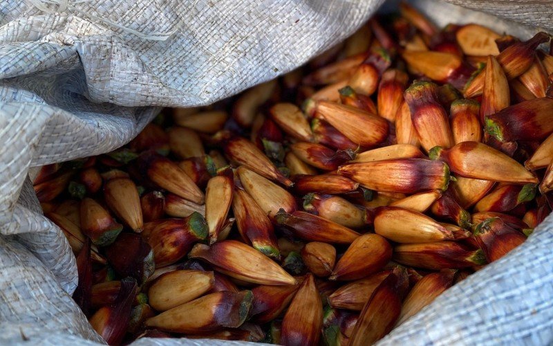 Lei permite colheita e venda do pinhão a partir de 1º de abril