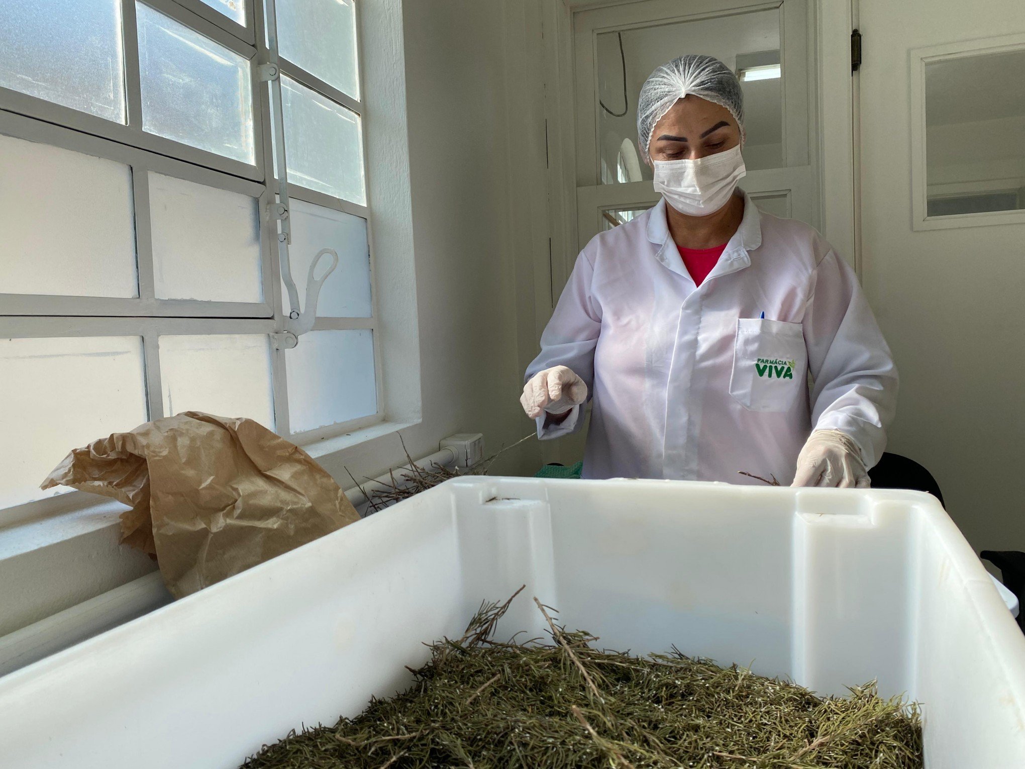 Farmácia Viva tem unidade inaugurada para beneficiar ervas medicinais; entenda o trabalho