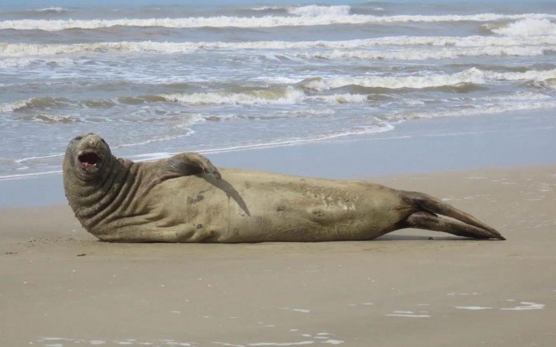 Elefante-marinho no litoral norte do RS | abc+