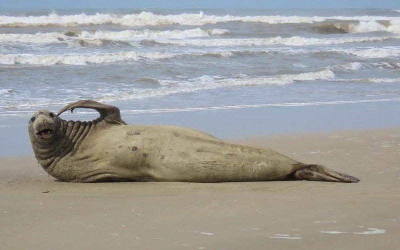 Animal é monitorado pelo Ceclimar  | abc+