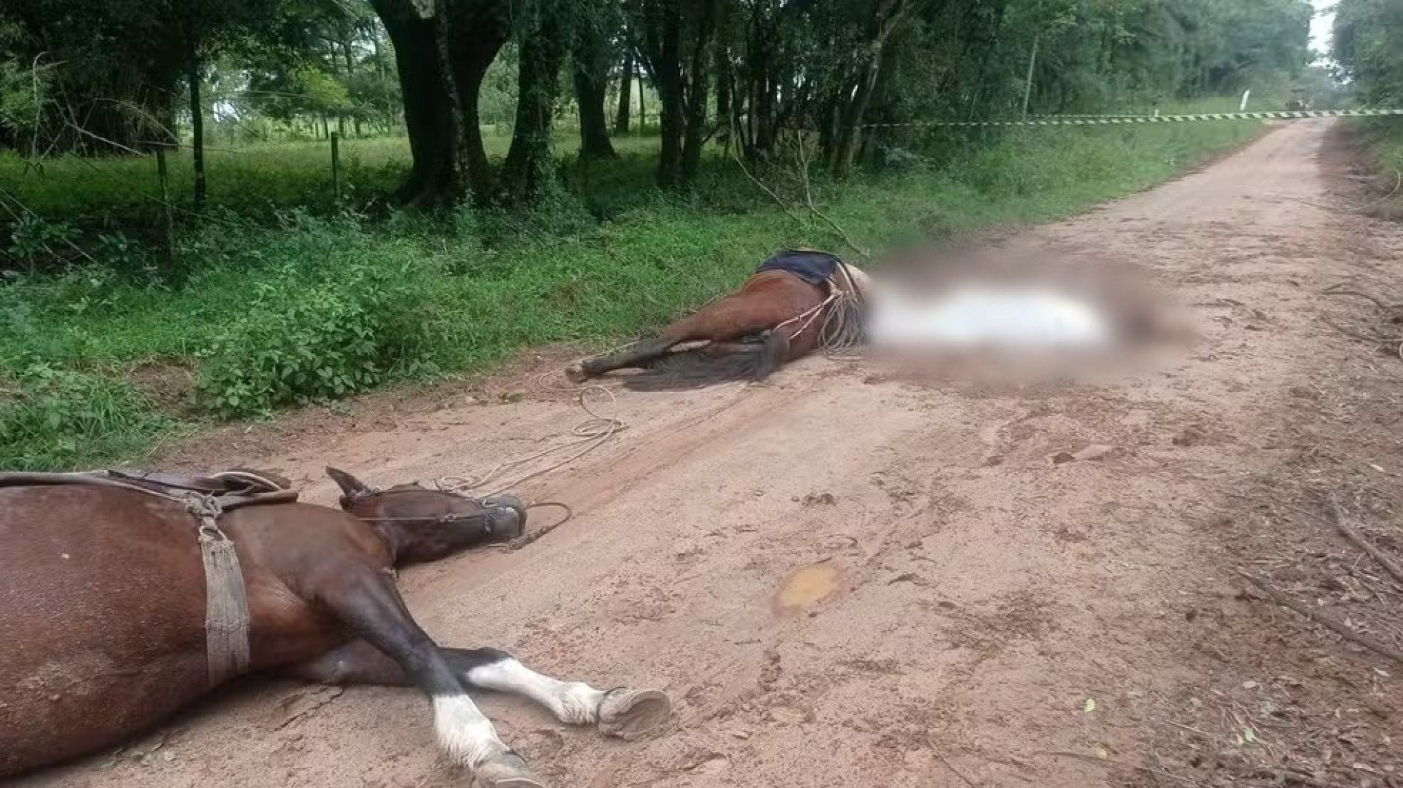 Jovem que morreu eletrocutado com cavalos é identificado; veja o que a CEEE diz sobre caso em Bagé