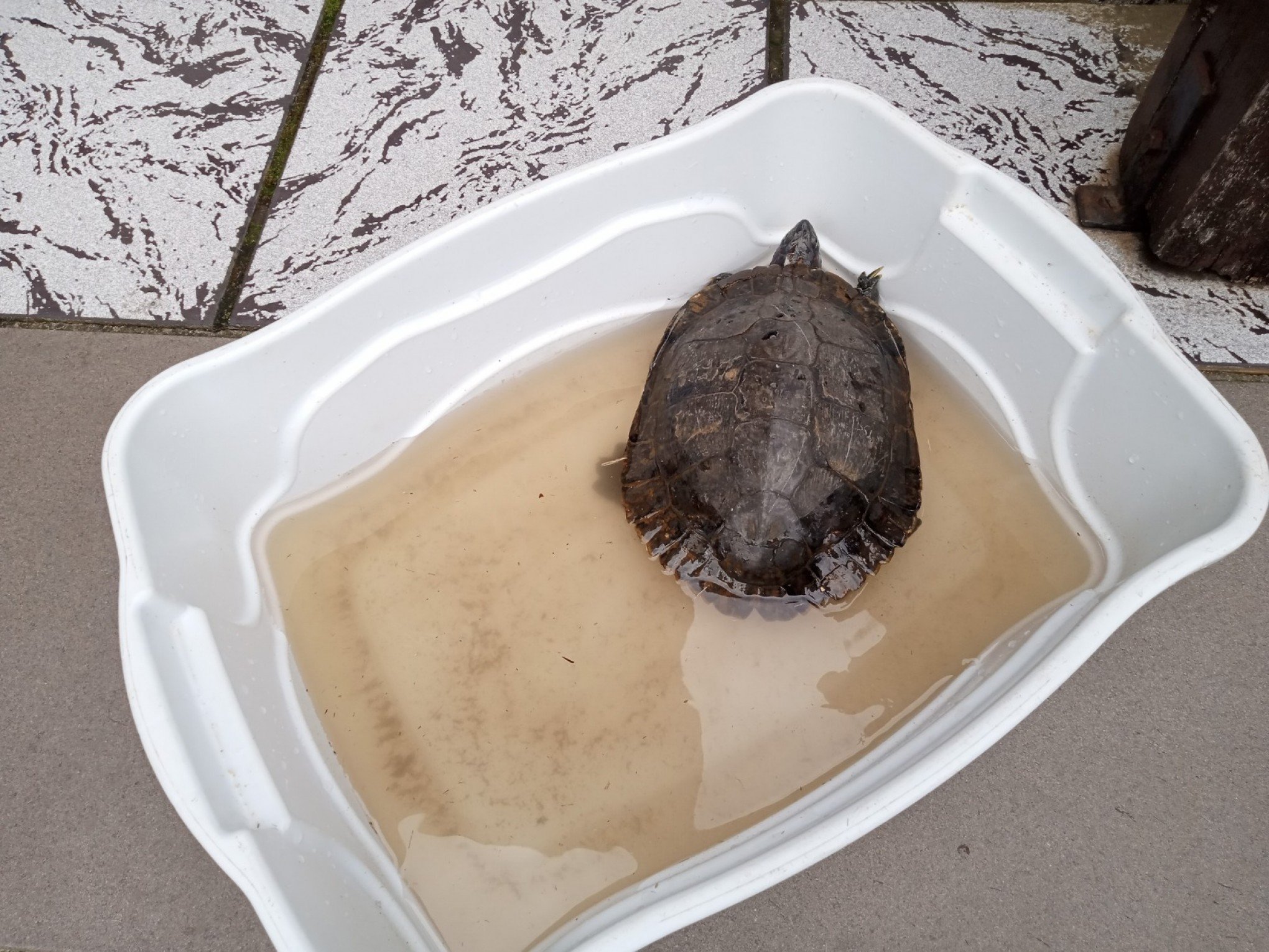 Pássaro nativo e tartaruga tigre d'água são resgatados em Canela e Gramado; veja fotos