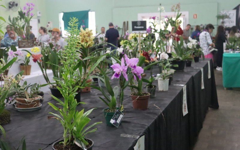 Tradicional exposição de orquídeas encanta em sua 1ª edição do ano