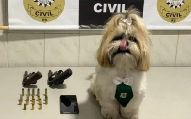 Animais de raças menores, como o Shitzu, por exemplo, estão na mira de criminosos