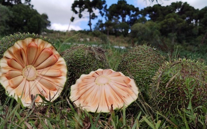 Municípios dos Campos de Cima de Serra se destacam na colheita no pinhão este ano, enquanto cidades da região das Hortênsias têm colheita menor | abc+