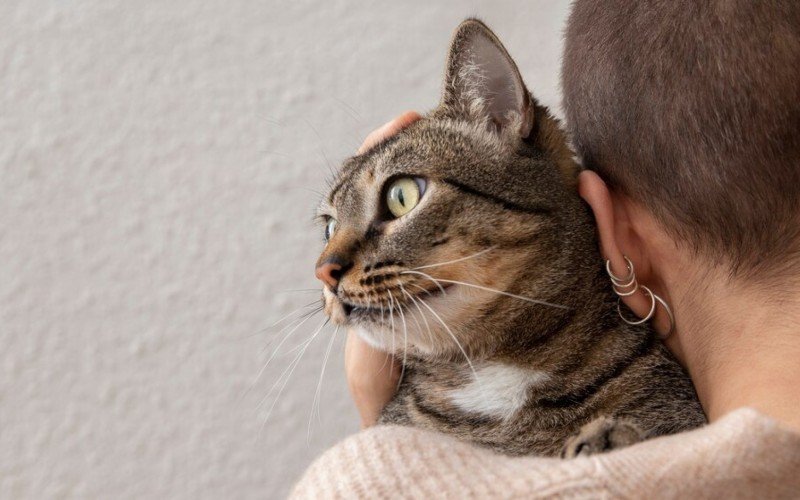 Gato sem Raça Definida (SRD) é um dos preferidos do Brasil  | abc+