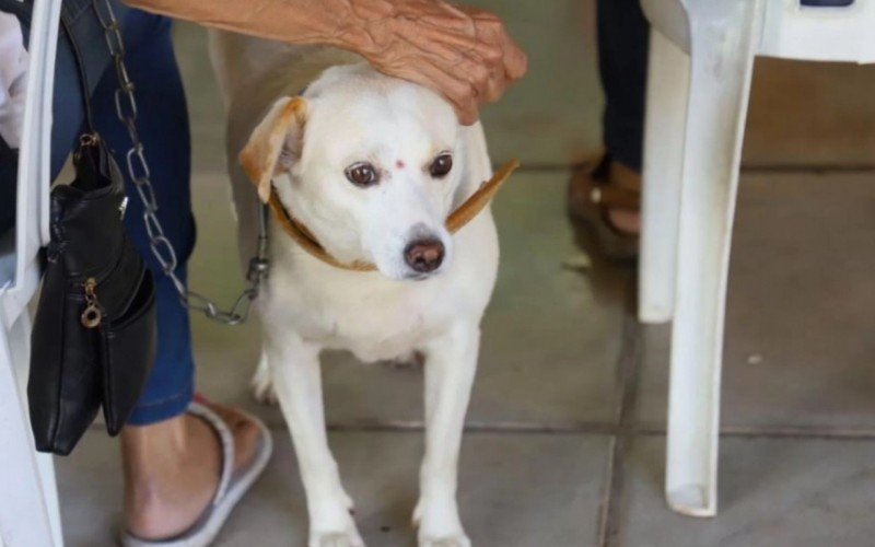 Ação vai beneficiar animais atendidos por voluntários 