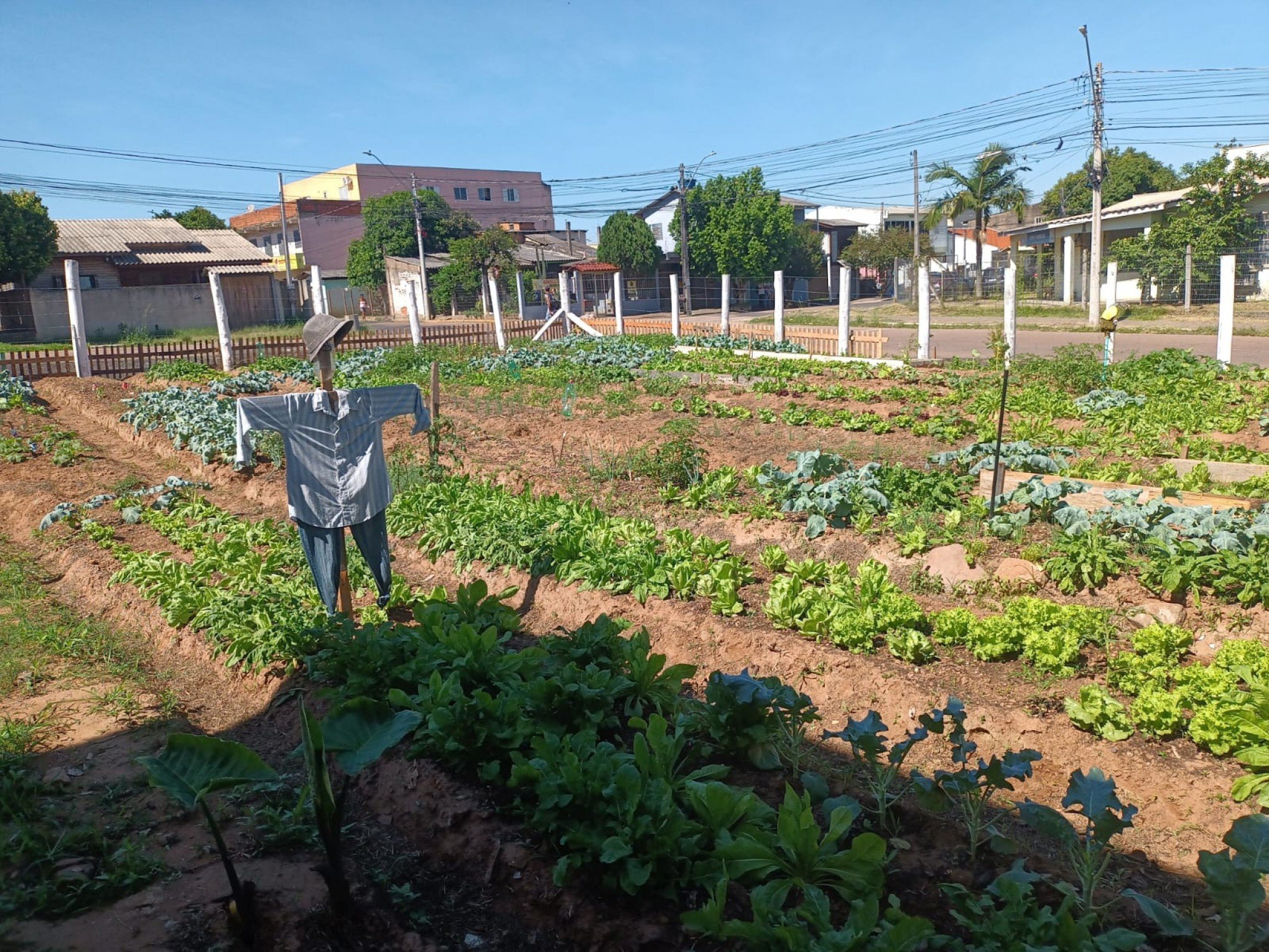 Projeto transforma áreas de descarte irregular de lixo em hortas comunitárias
