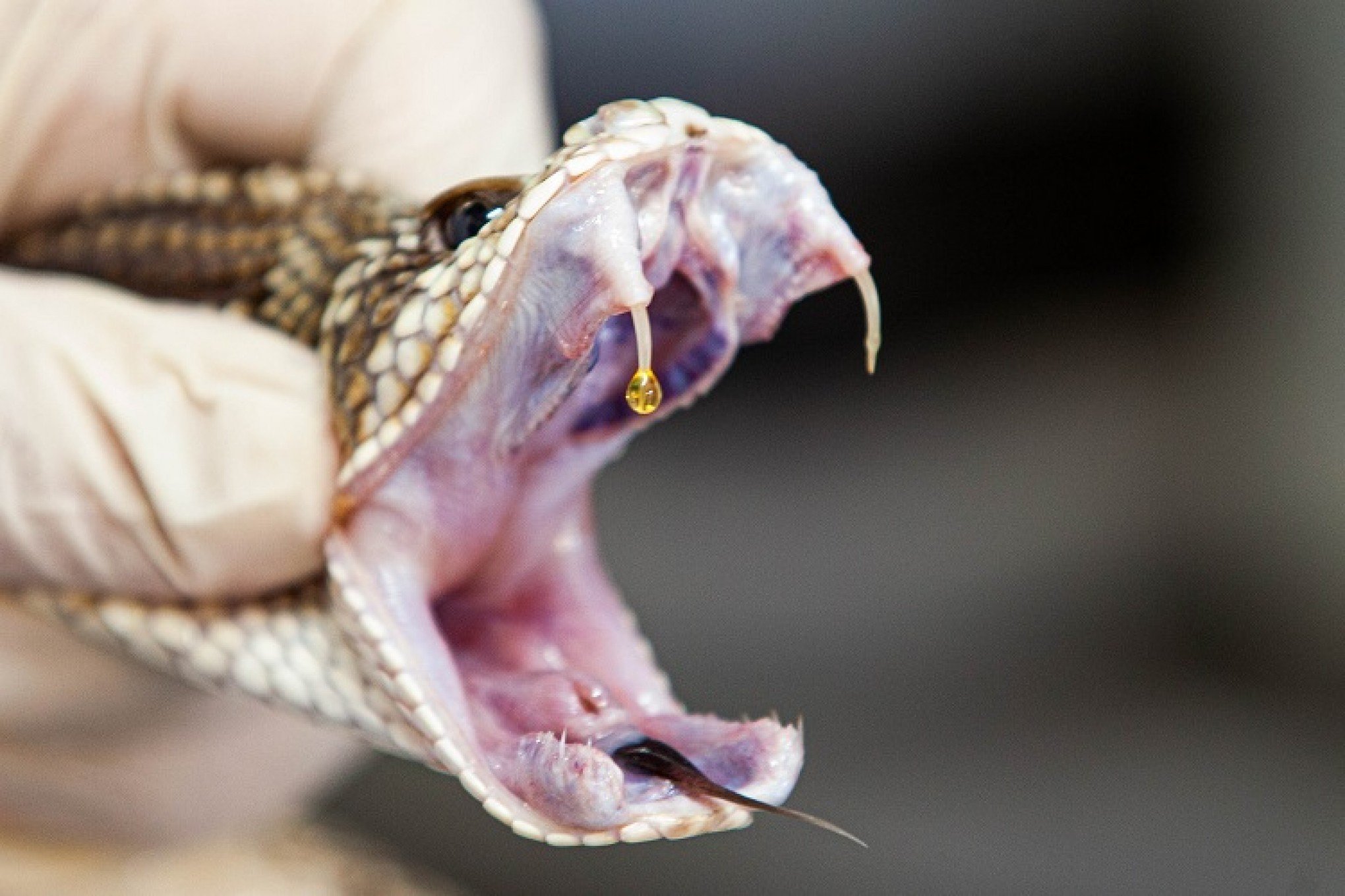 COBRAS: Aumentam ataques e mortes por picada do animal peçonhento no RS; veja quais são as espécies