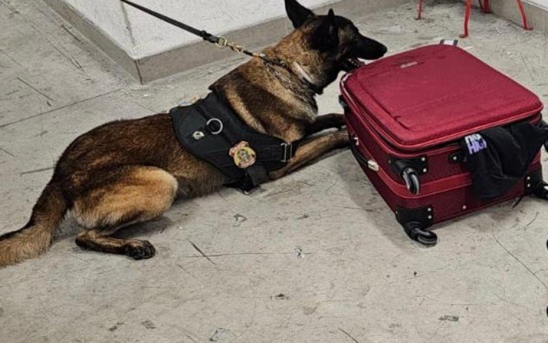 Cão da PF encontrou droga escondida na estrutura de duas malas | abc+