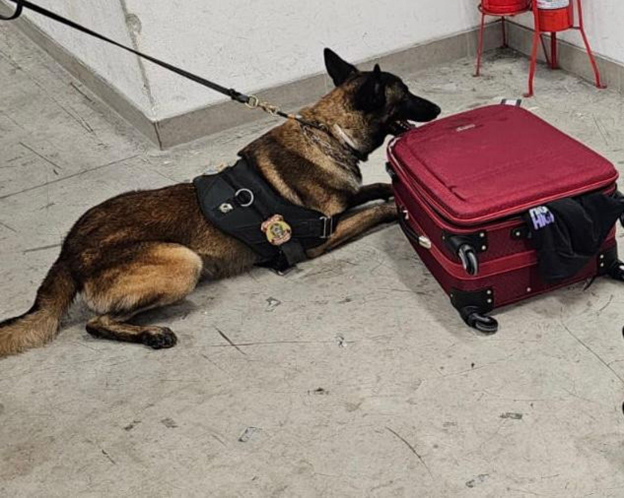 Cão detector de drogas da PF encontra cocaína na mala de jovem; veja fotos