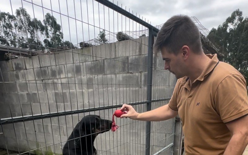 ABRIL LARANJA: Cães do Centro de Proteção Animal de Canela recebem brinquedos; veja fotos