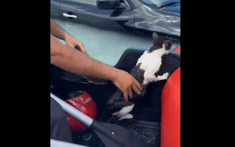 Gato foi salvo de inundaÃ§Ã£o nas rodovias de Dubai apÃ³s tempestades