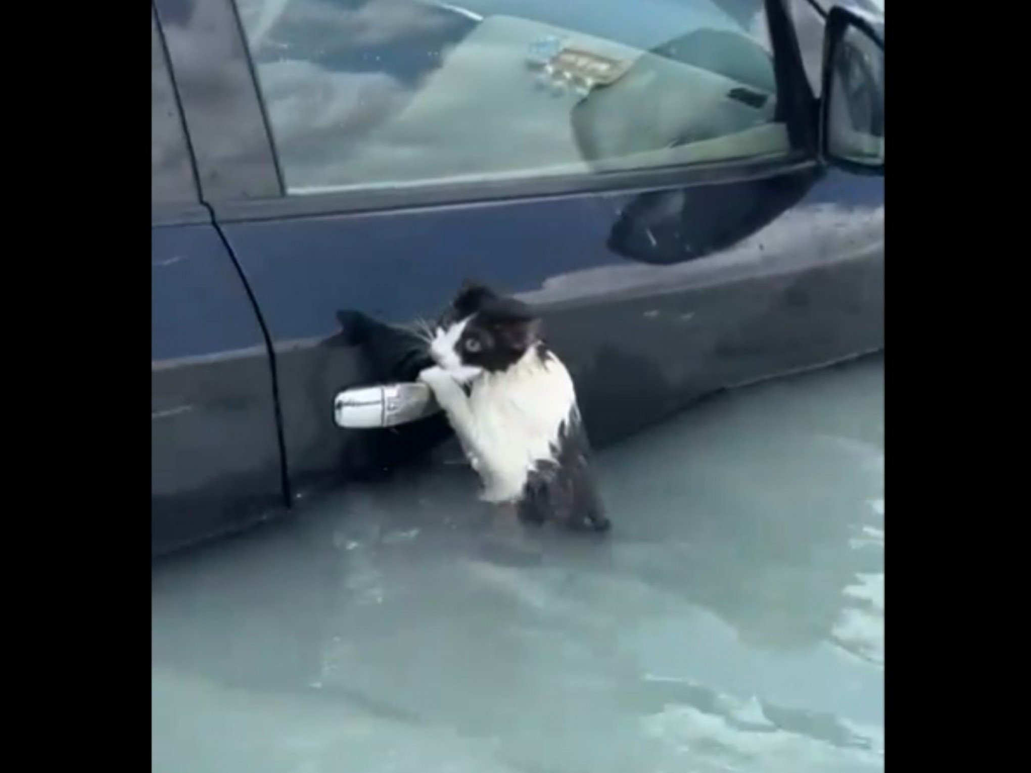 VÍDEO: Gato agarrado em porta de carro luta para sobreviver em inundação