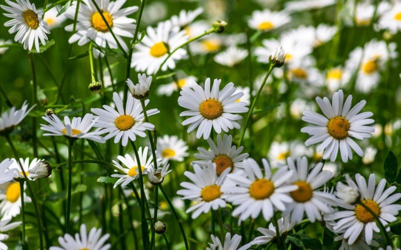 Margaridas no Jardim Cottage