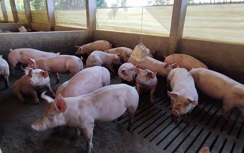 Alimentação de suínos nas granjas foi impactada pela enchente no Rio Grande do Sul, principalmente o Vale do Taquari | abc+