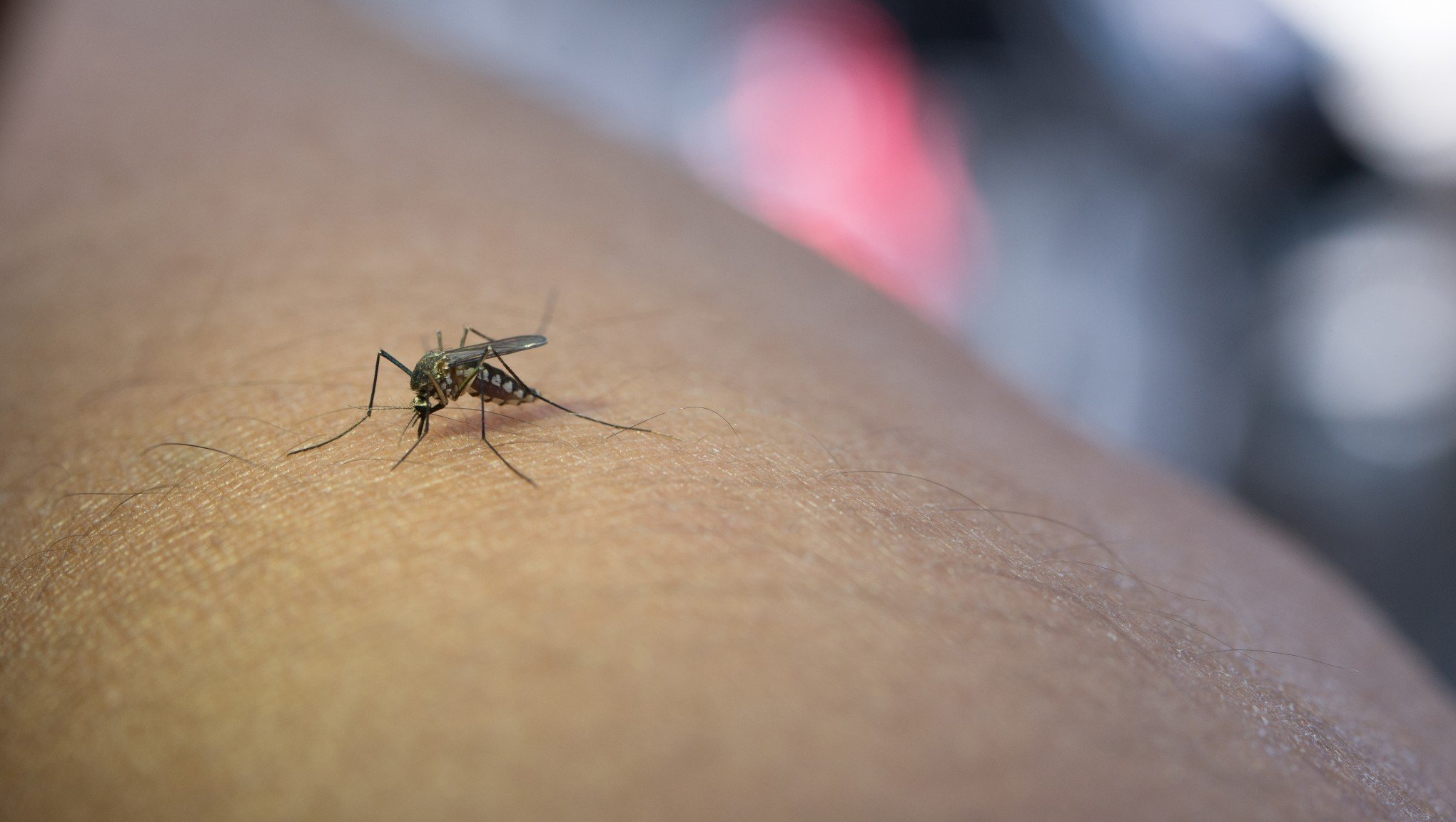 Mosquitos farejam humanos para atacar, descobrem cientistas