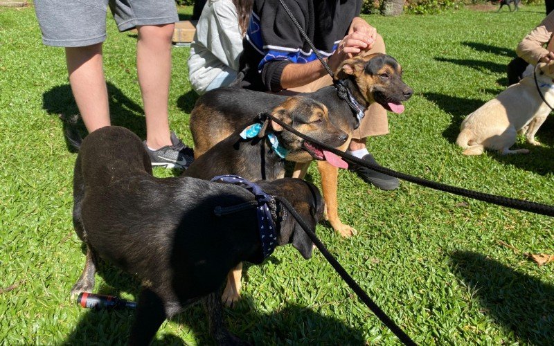 Feira de adoÃ§Ã£o de cÃ£es no Lago Joaquina Rita Bier, em Gramado