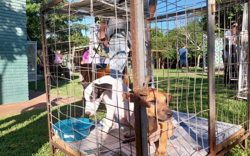 Domingo reuniu tutores e pets no Parcão em Cãominhada, onde havia cães para adoção