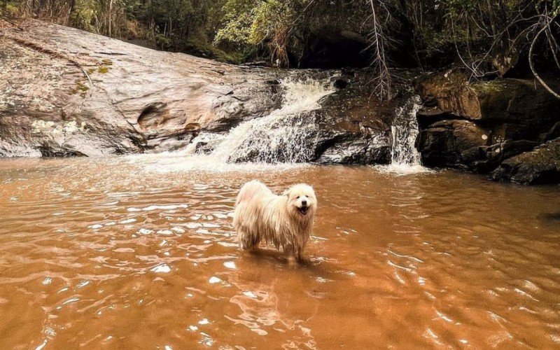 No Instagram, os pets mostram como Ã© a estadia na hospedagem