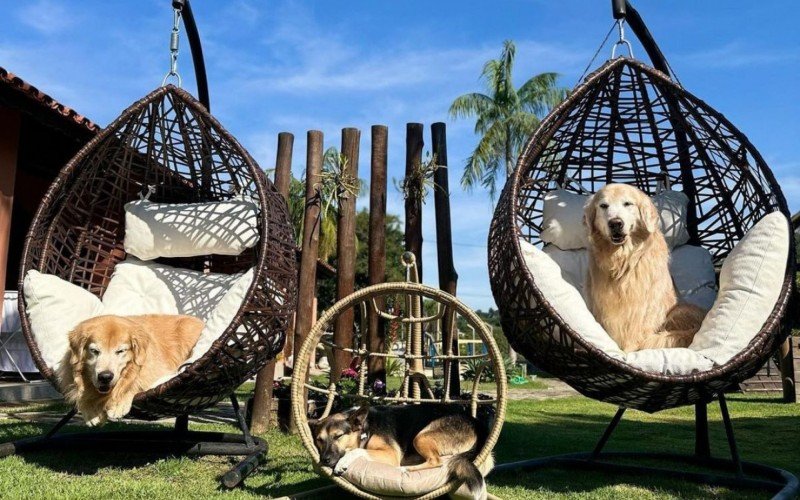 No Instagram, os pets mostram como é a estadia na hospedagem | abc+