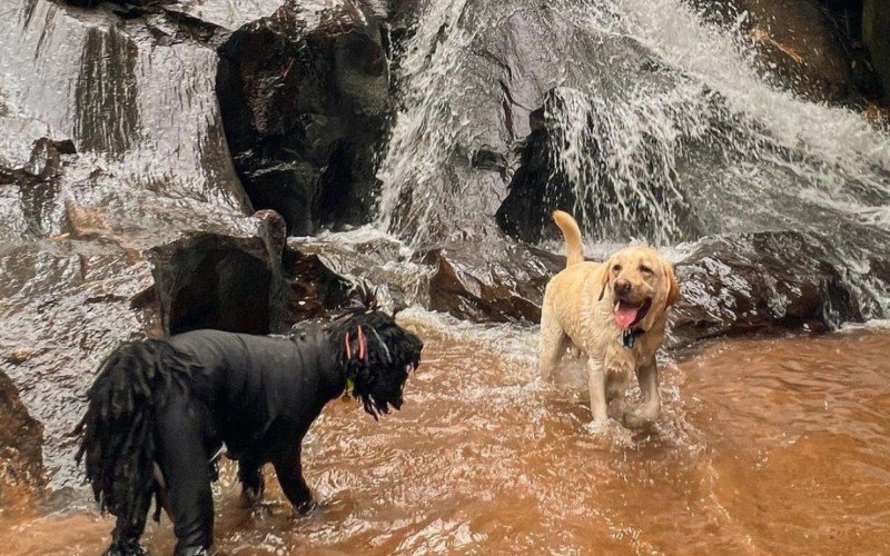 No Instagram, os pets mostram como Ã© a estadia na hospedagem