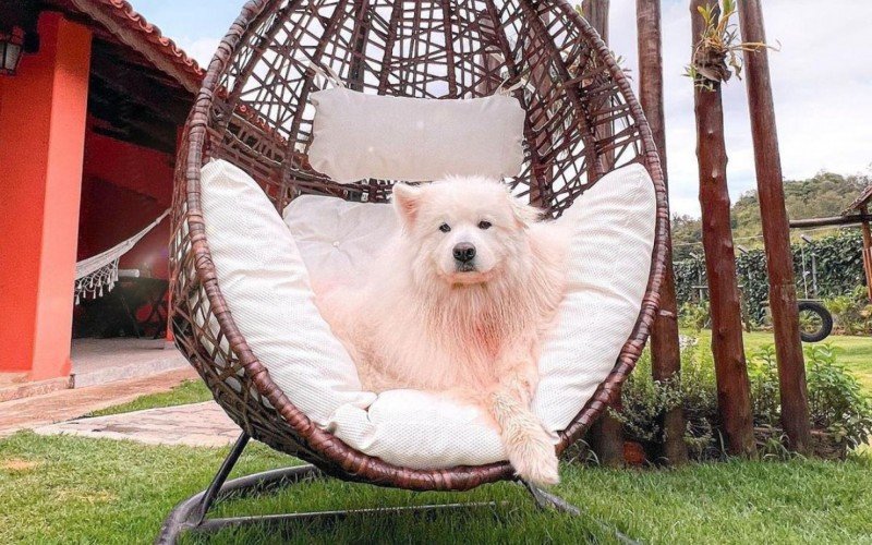 No Instagram, os pets mostram como Ã© a estadia na hospedagem