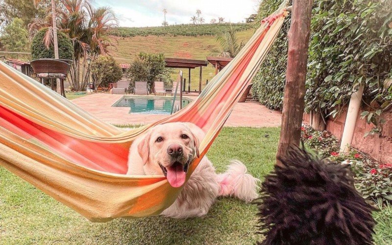 No Instagram, os pets mostram como é a estadia na hospedagem | abc+