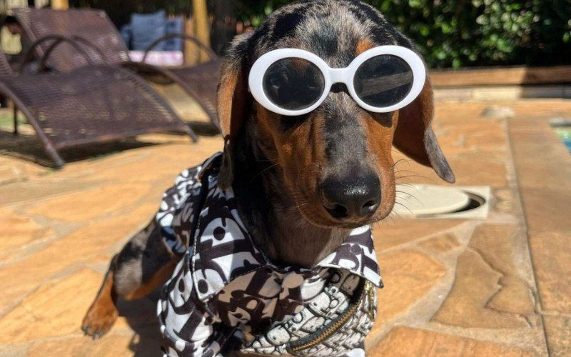 No Instagram, os pets mostram como Ã© a estadia na hospedagem