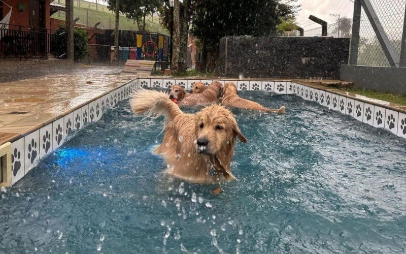 No Instagram, os pets mostram como Ã© a estadia na hospedagem