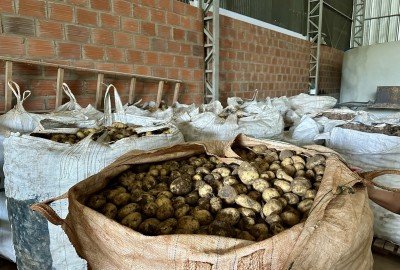 Sacas de batata são entregues no pavilhão da família, na Linha Schneider