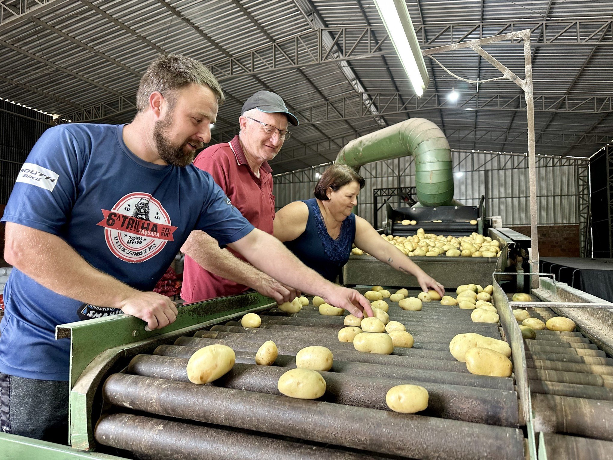 Toneladas de batata já possuem destino certo em Gramado: a Festa da Colônia
