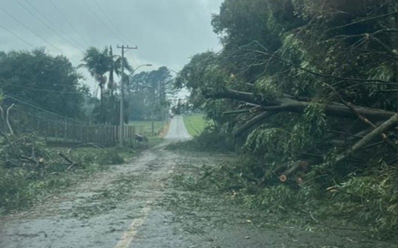Tempestade derrubou árvores de grande porte em Linha João Alves, em Santa Cruz do Sul | abc+