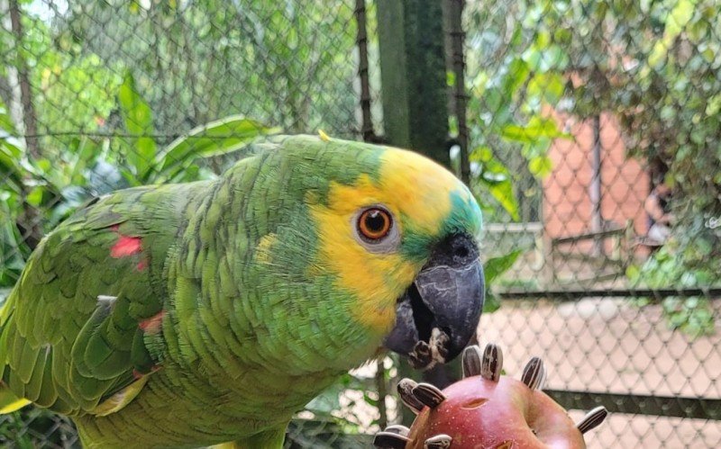Foco de gripe aviária é encerrado e Zoológico de Sapucaia do Sul tem data para reabertura; veja quando