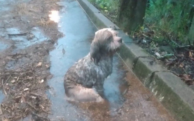 Cão sofreu grave lesão na coluna e pode perder os movimentos das patas traseiras 