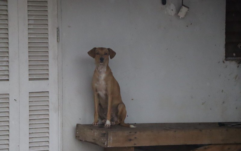 Animais também sofrem com a enchente