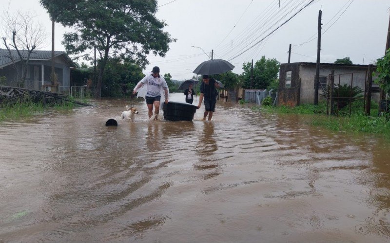Cães resgatados em Taquara  | abc+