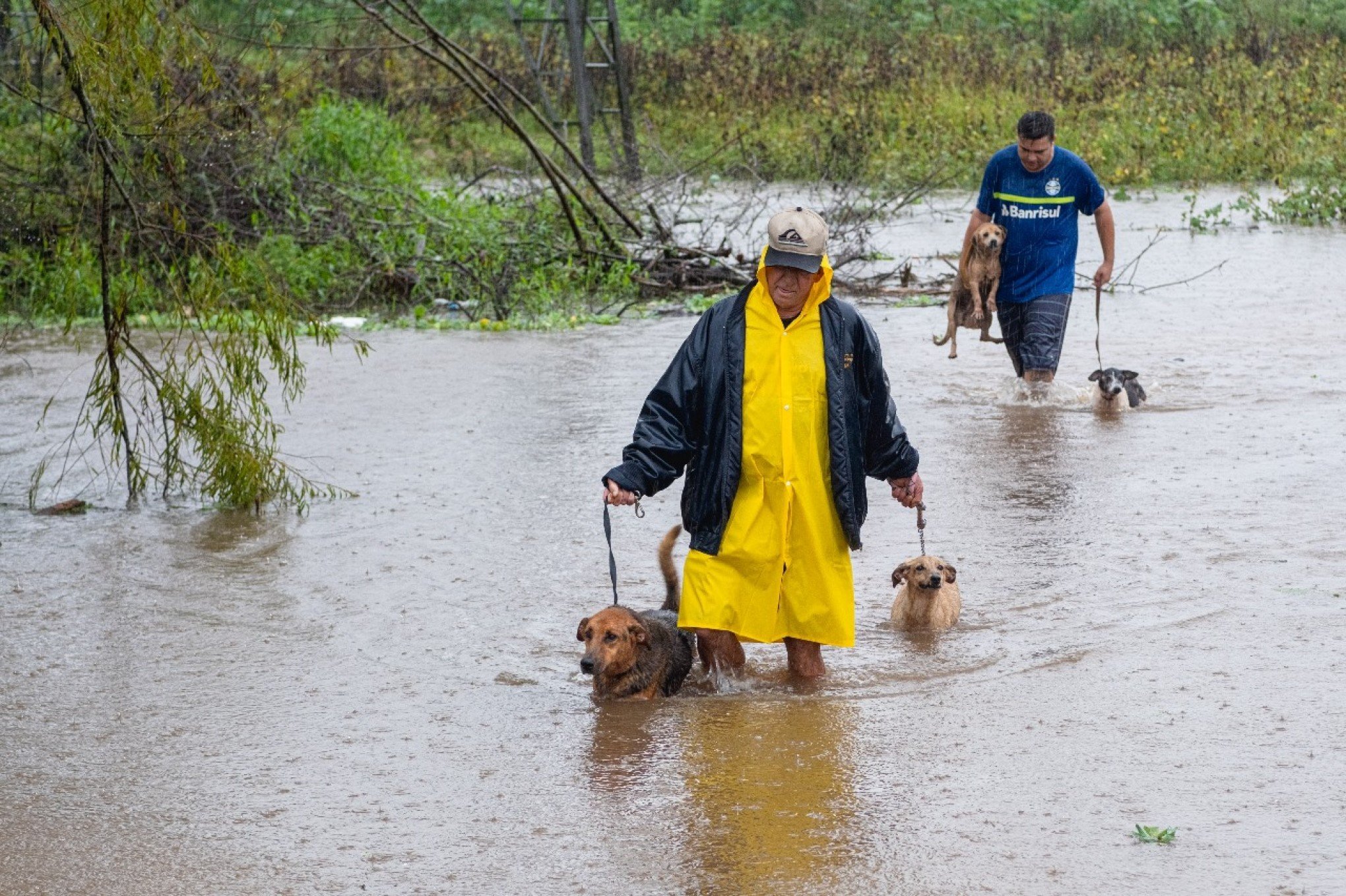 CATÁSTROFE NO RS: 32 cães são resgatados em regiões de cheias em Canoas
