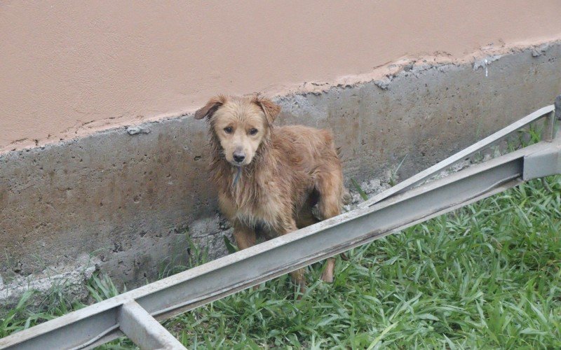 Animais vivem um drama a parte