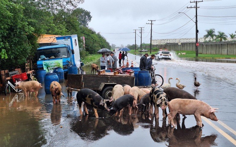30 porcos foram retirados de uma chácara às margens da Avenida dos Municípios | abc+