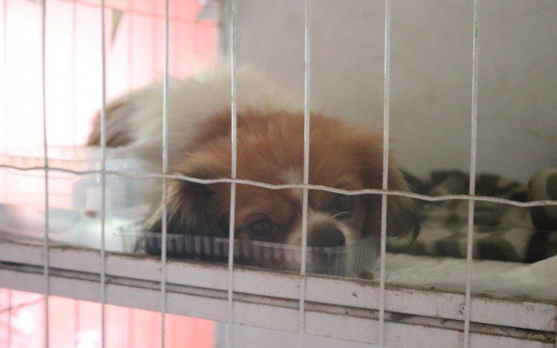 Animais abrigados recebem atendimento de voluntários